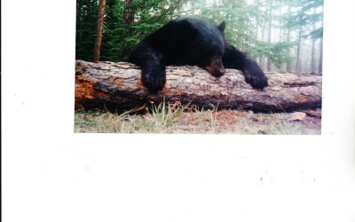Saskatchewan Spring Black Bear — Six Days